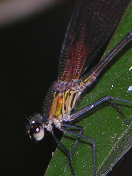 Hetaerina male
