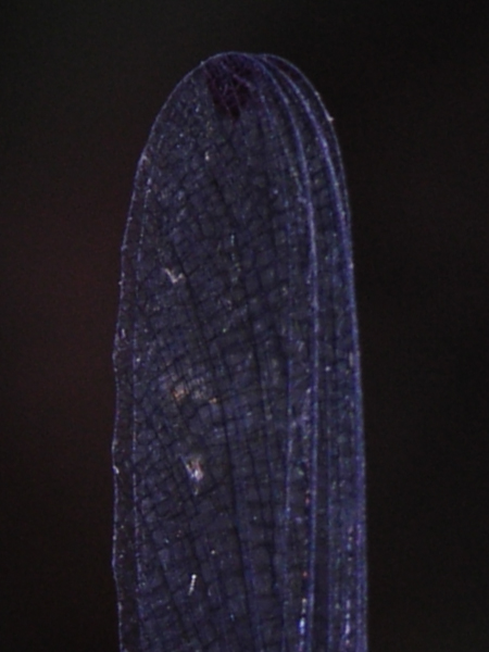 Hetaerina male