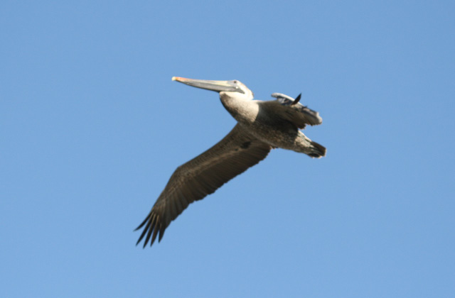 Brown Pelican