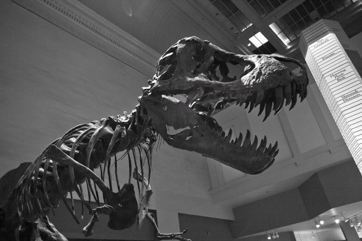 At the Natural History Museum