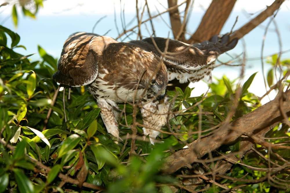 Landing