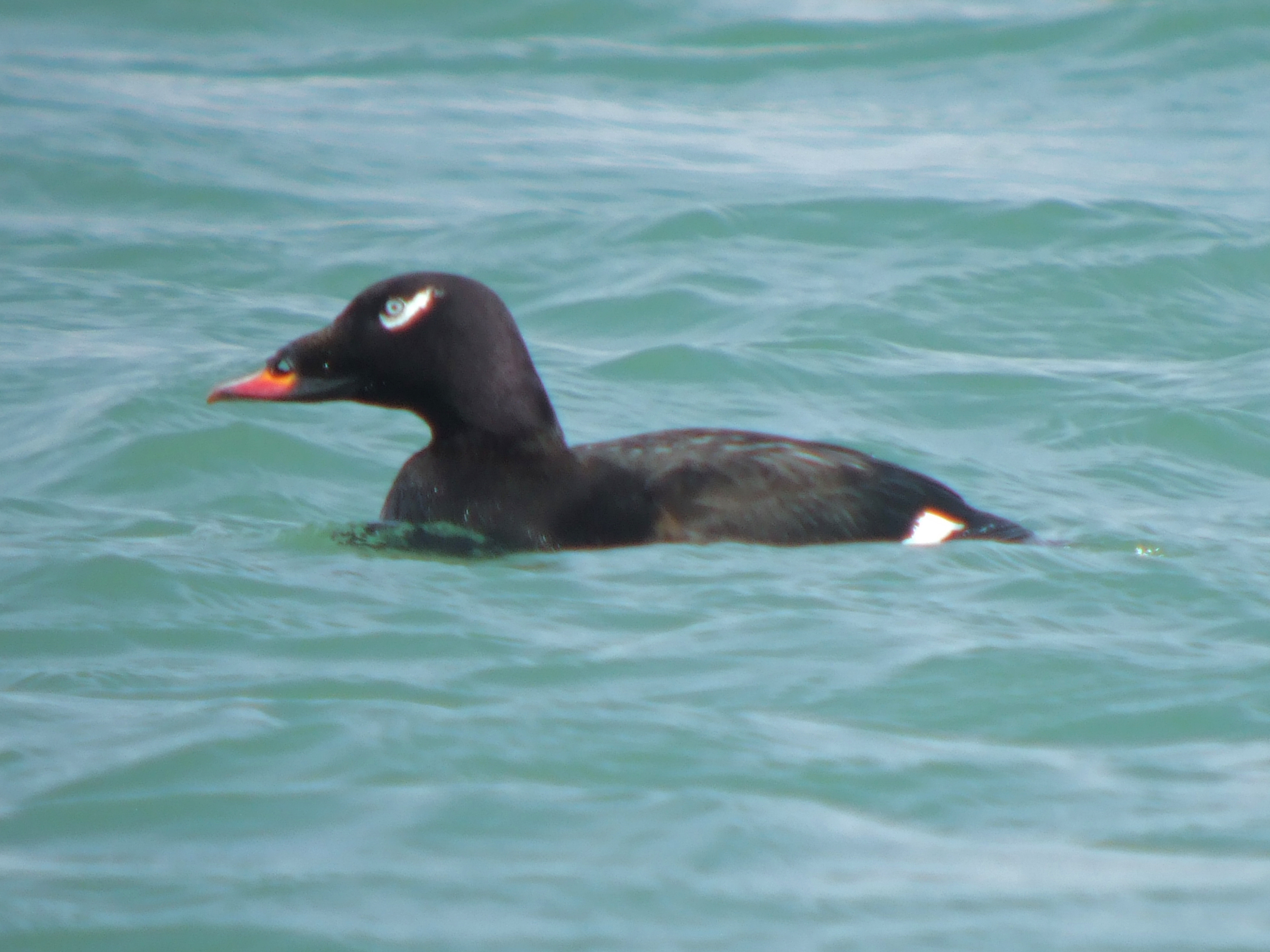 White-winged Scoter (  male )