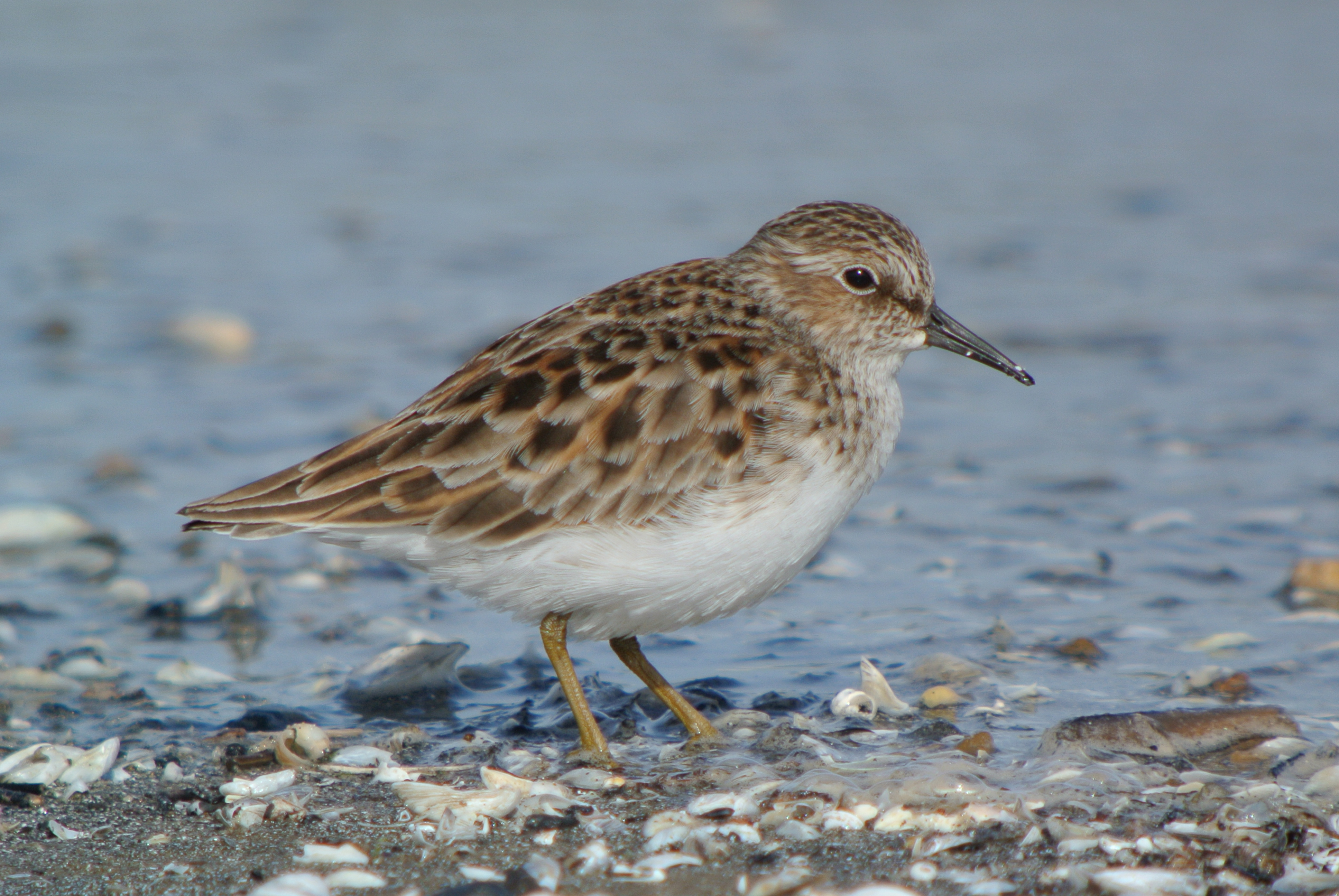 Least Sandpiper ( Calidris minutilla )