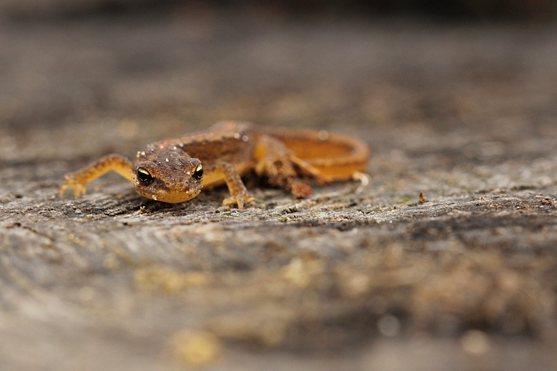 Kleine Watersalamander