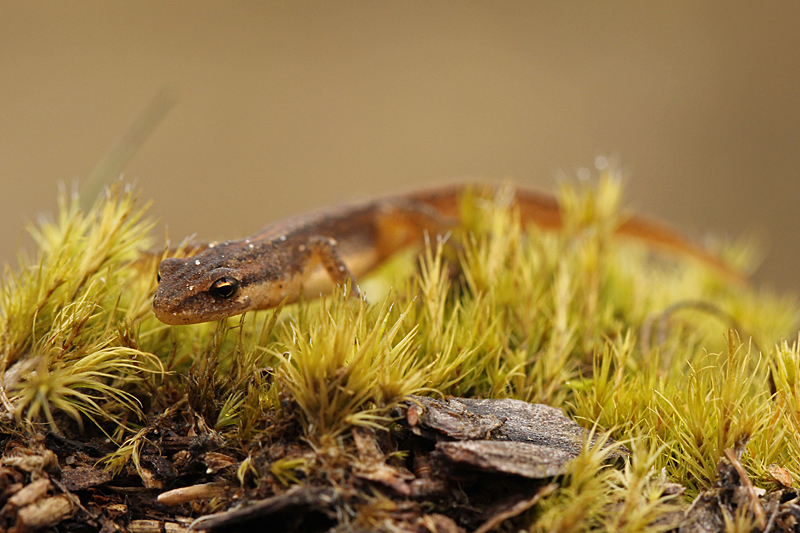 Kleine Watersalamander
