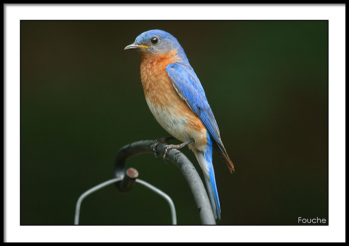 Eastern Bluebird