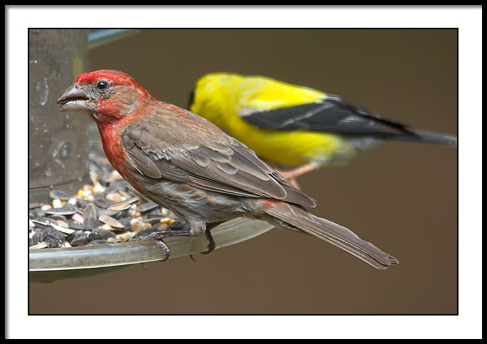 Finches