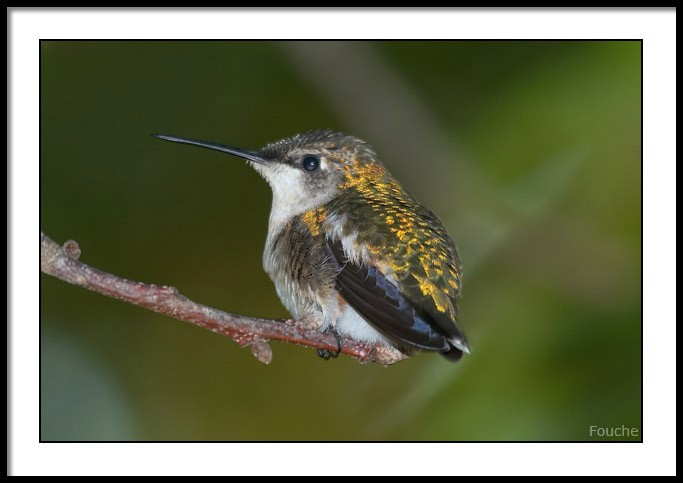 Female Ruby Throat