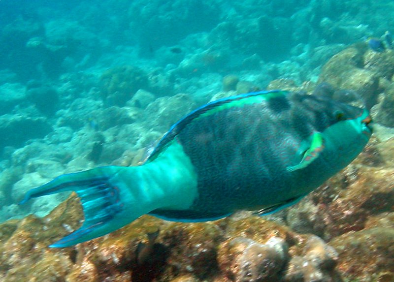 Bridled Parrotfish (45)