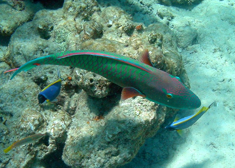(Foreground:) Bicolour Parrotfish (80)