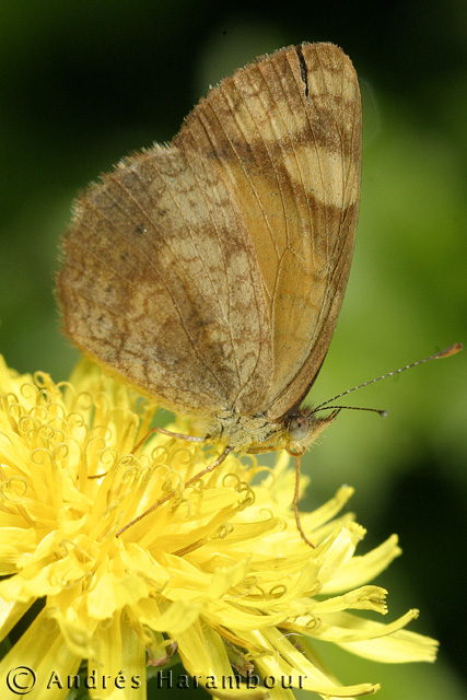 Mariposa