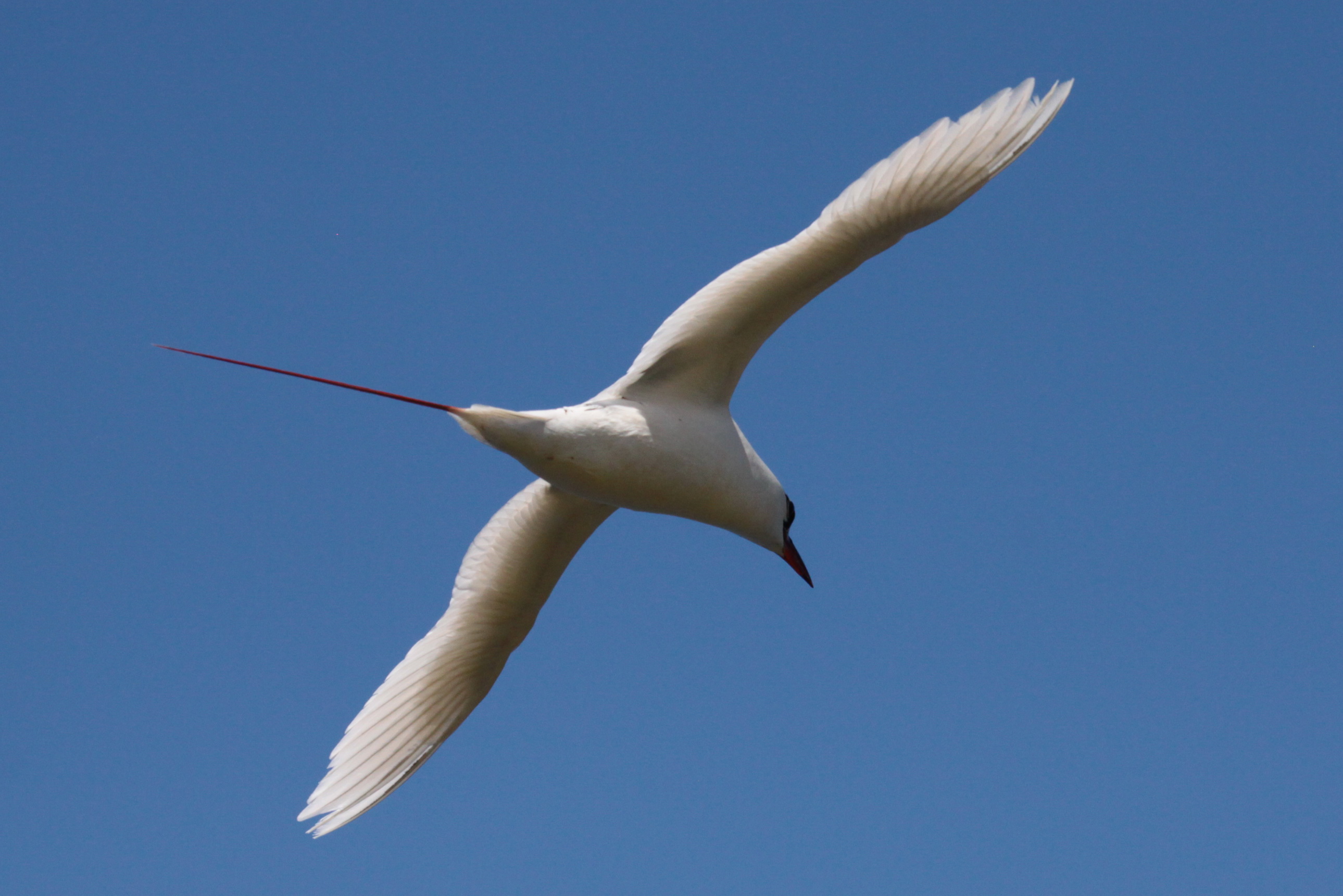Red-tailed tropicbird
