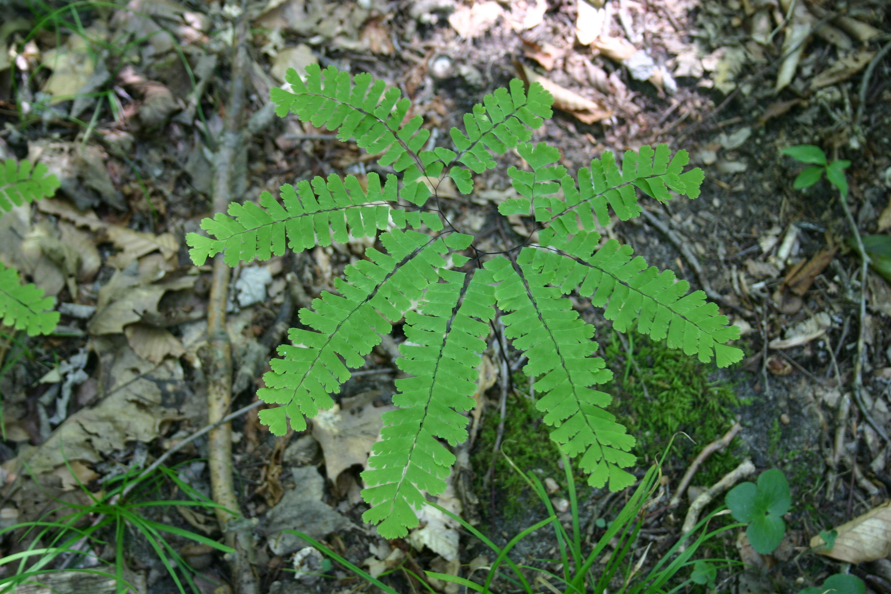 Adiantum pedatum frond.jpg