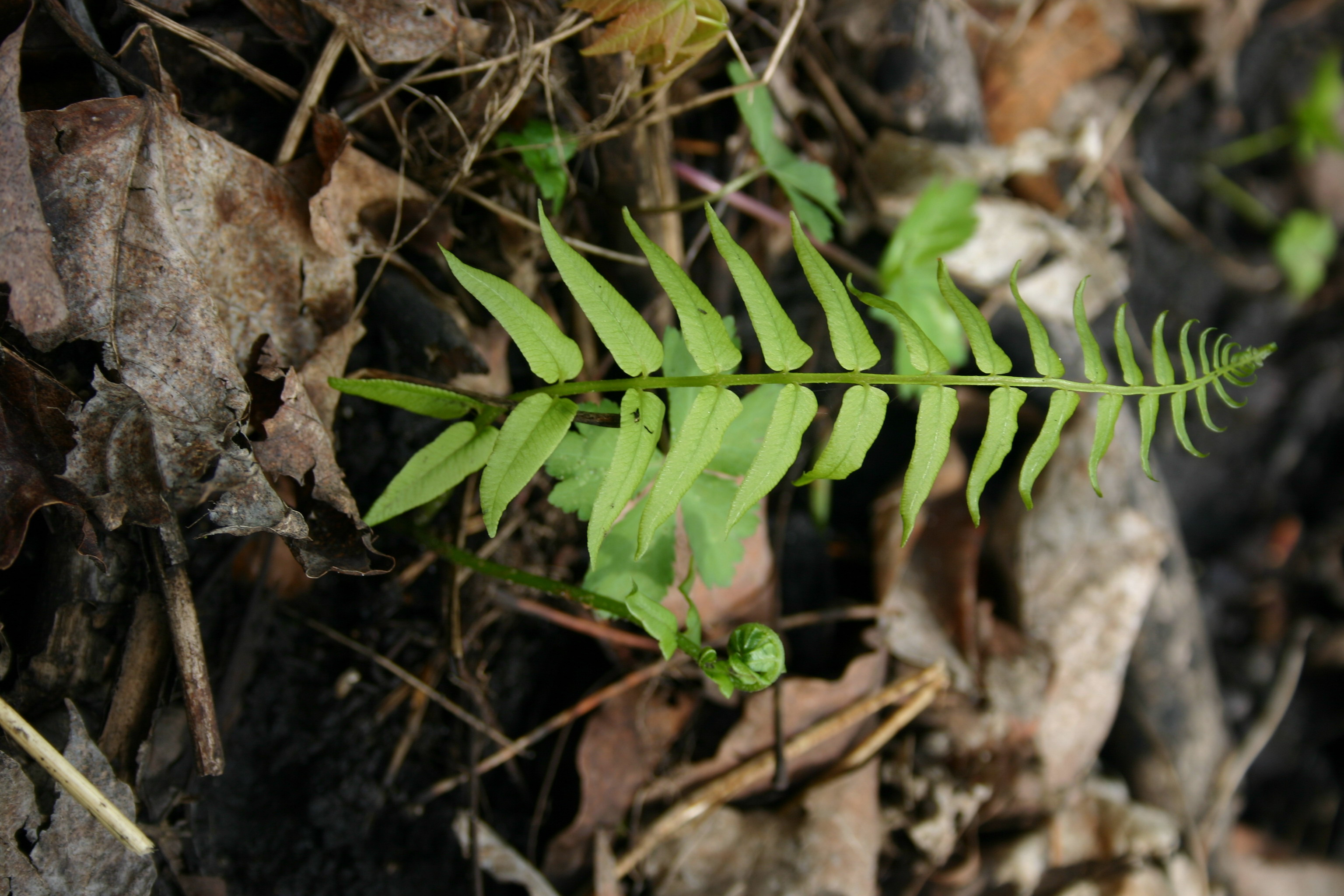 Diplazium pycnocarpon frond.jpg