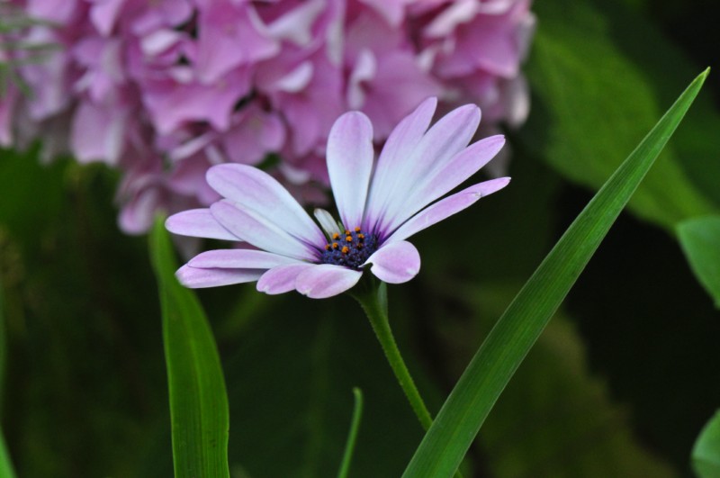 Cosmo