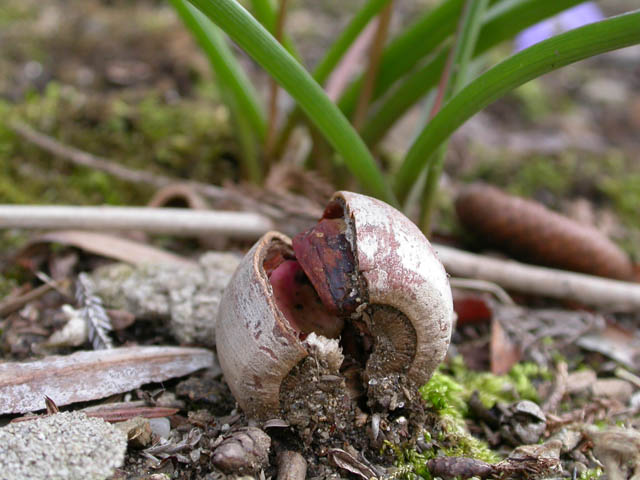 Spring acorn