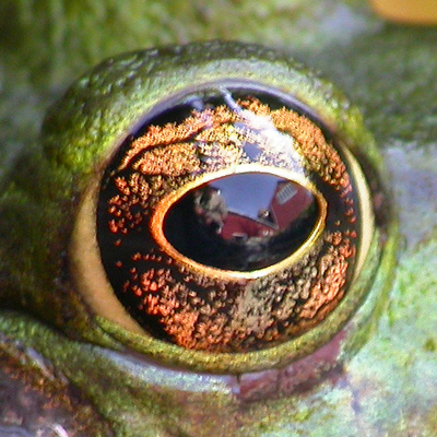 Frog eye panorama