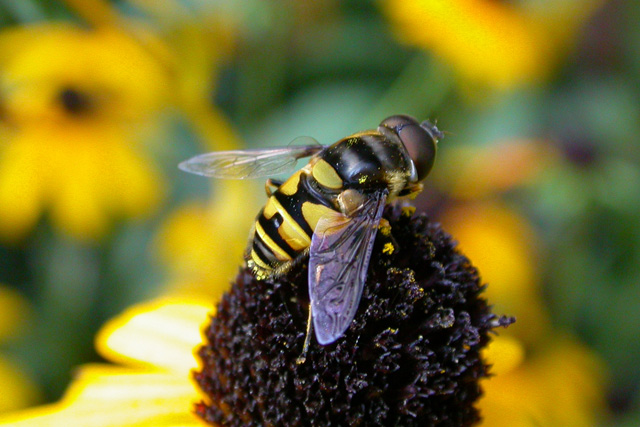 Flower Fly (Hoverfly)