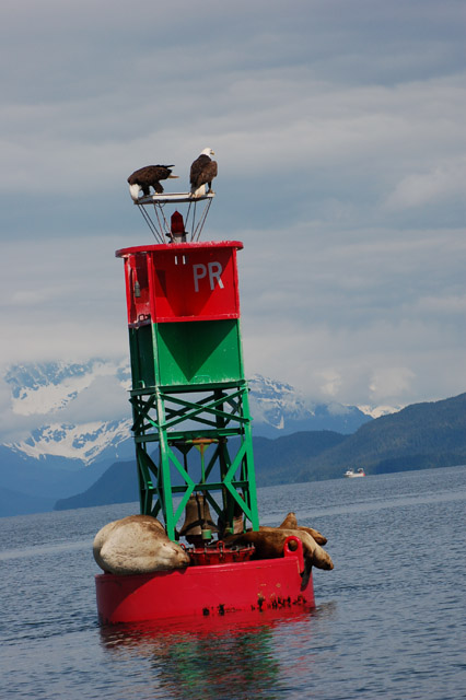 This bouy only had sea lions, and then 2 eagles came after we arrived.