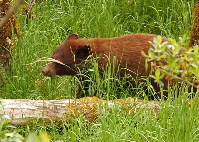 Brown Bear cub