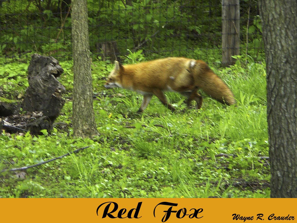 Red Fox.jpg