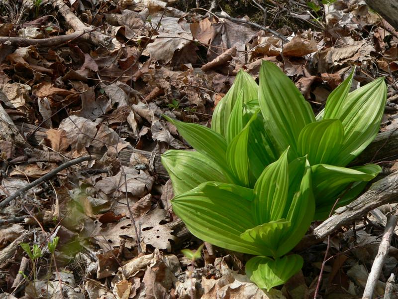 skunk cabbage