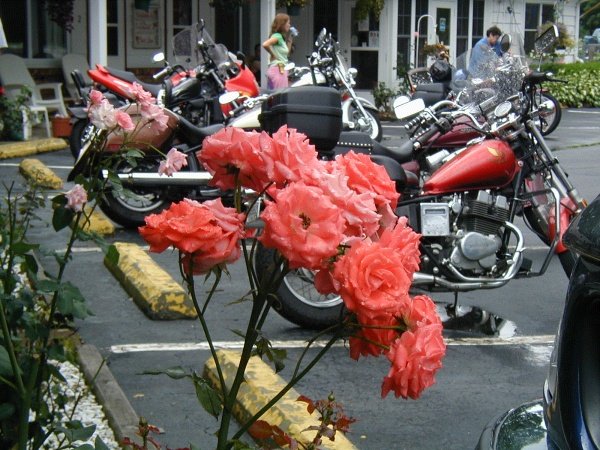 Bikes_roses.jpg