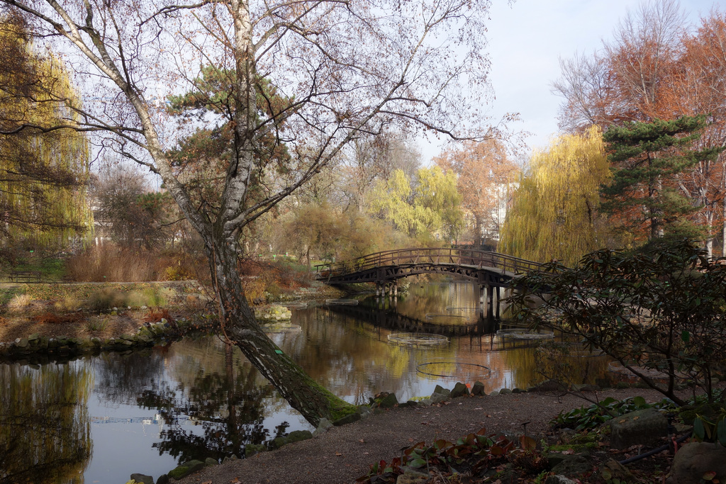 Novembers light in Botanical Garden