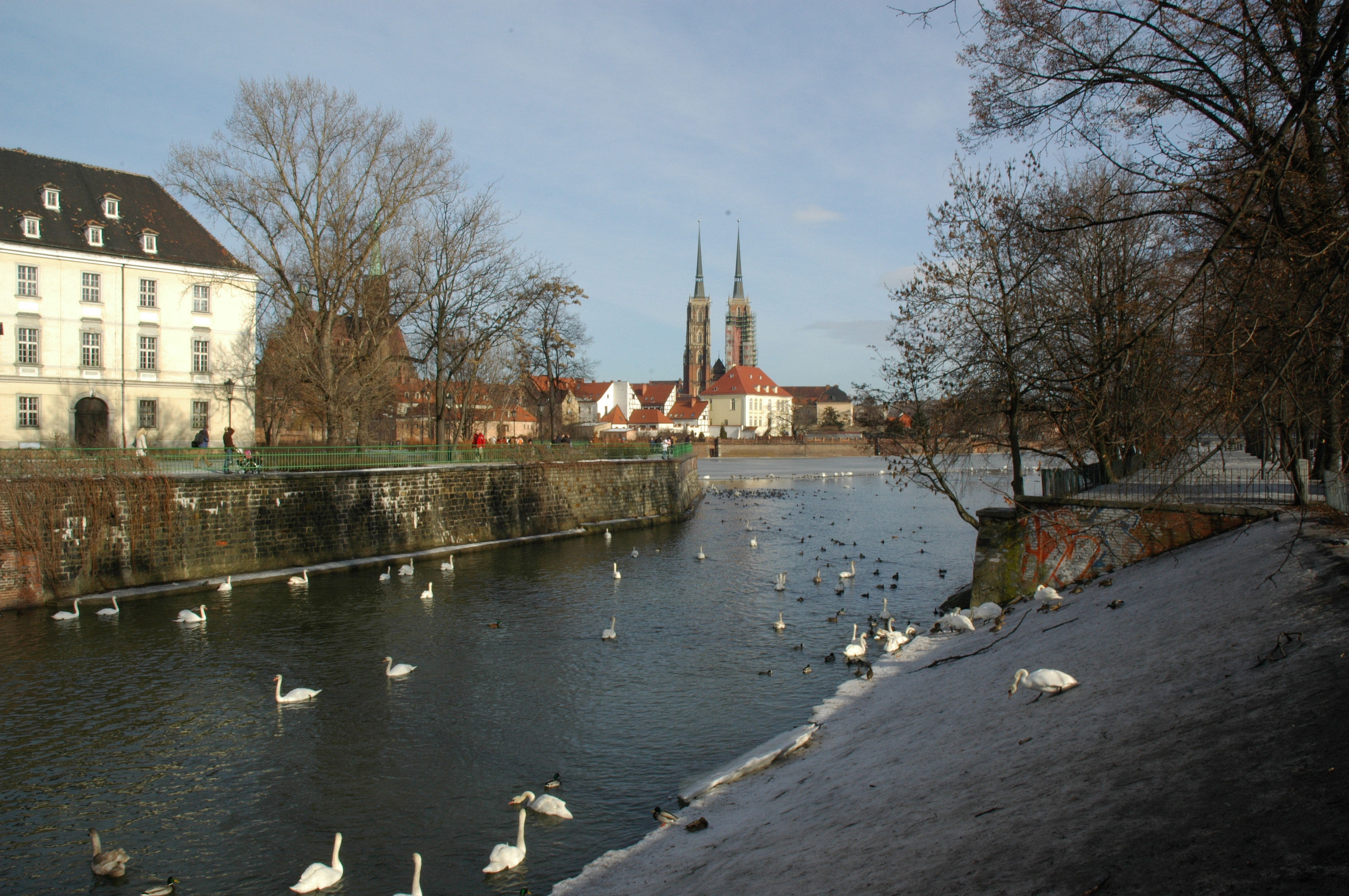 Odra river and swans