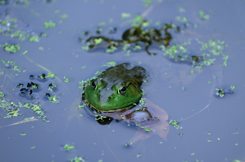 Bullfrog