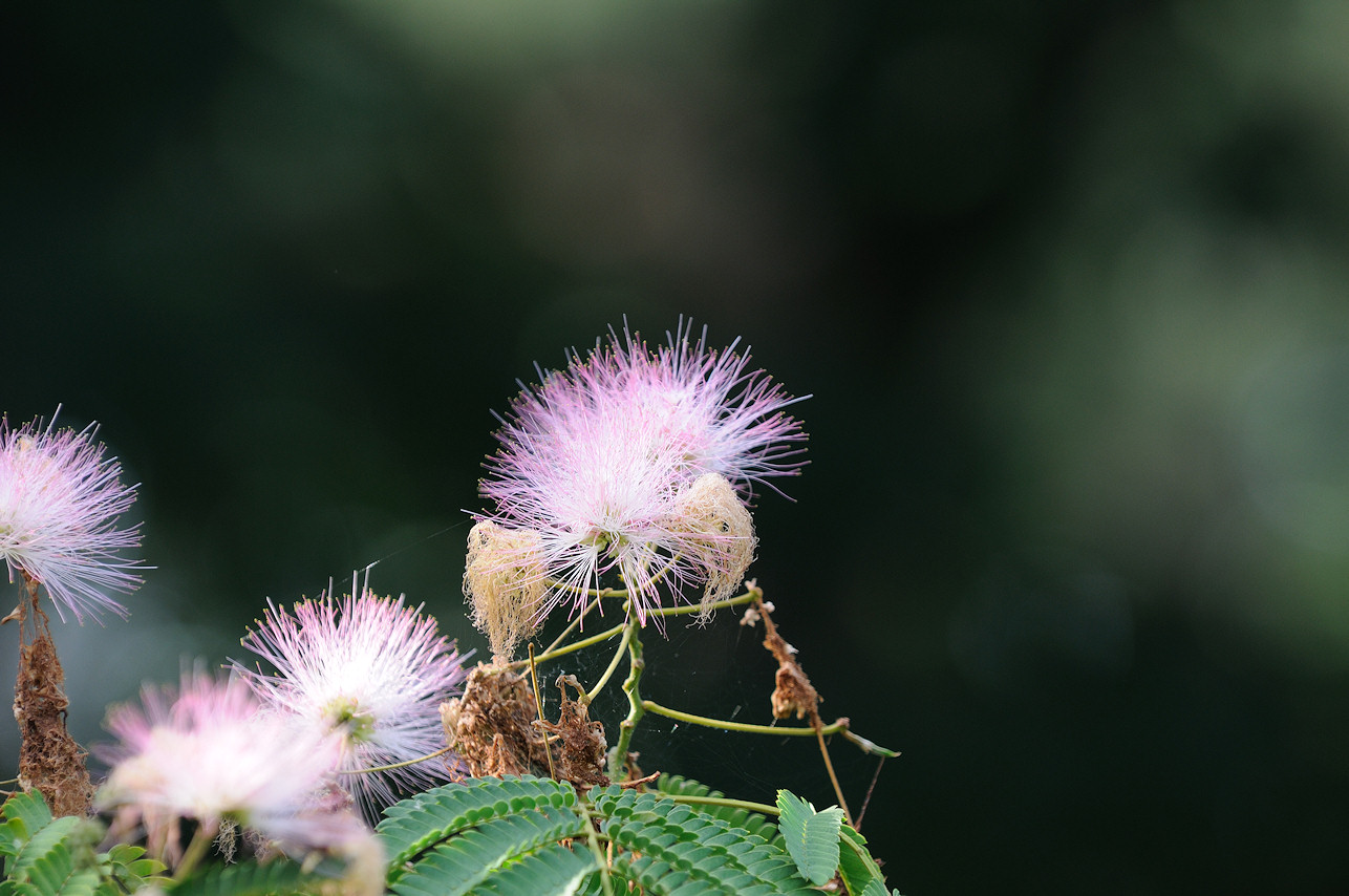 Flower on a Locust tree?