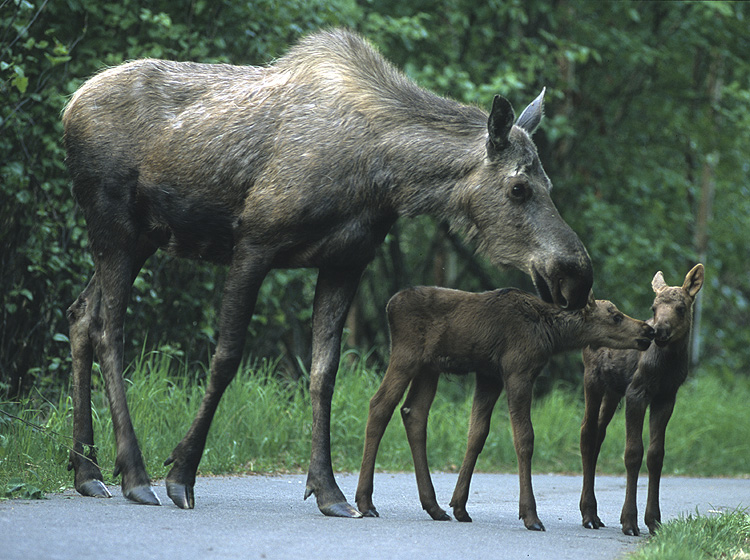 New moose calves