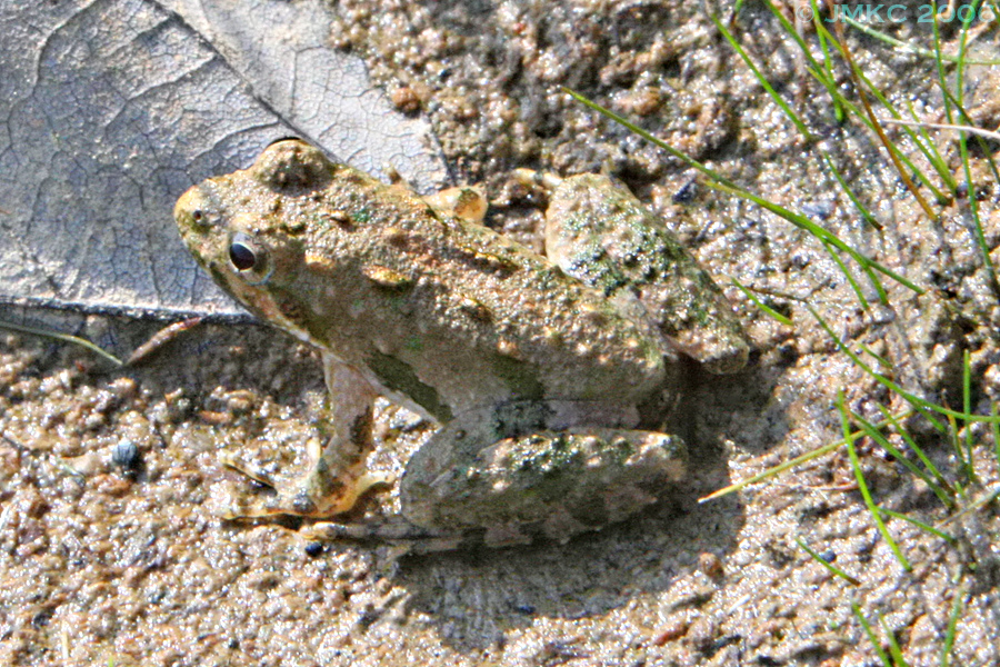 Toad