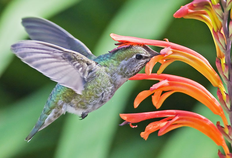 Annas Hummingbird