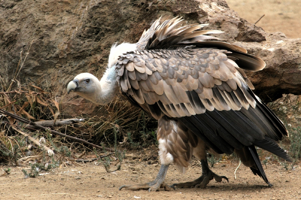 Griffon Vulture