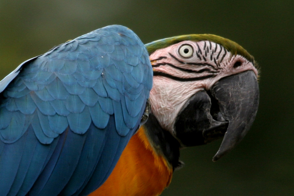 Blue and Yellow Macaw