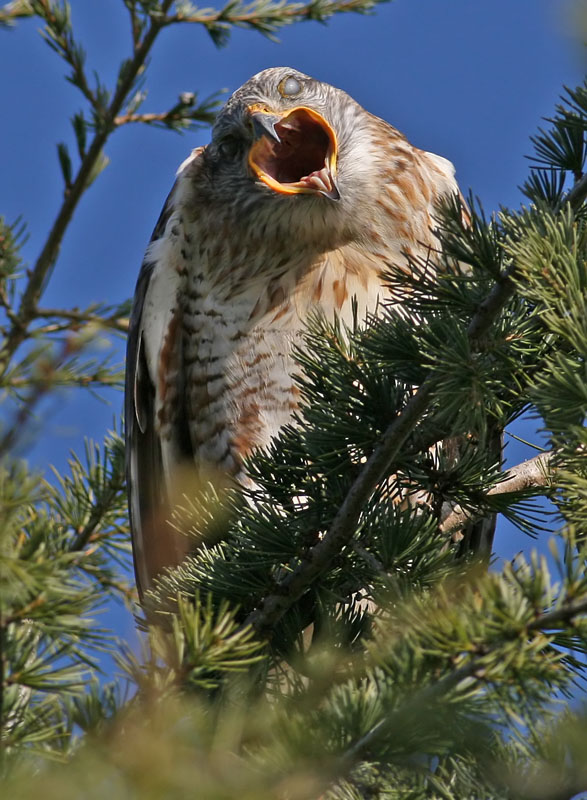 Ferruginous Hawk