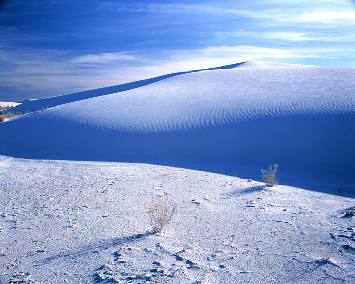 Rabbitbrush and Dunes