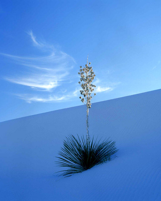 Shaded Yucca