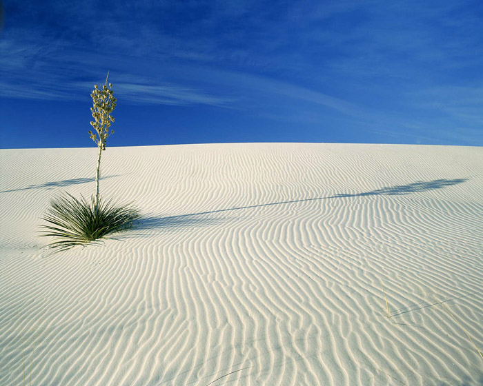 Yucca and Shadow