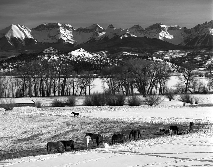 Horses and the Sneffels Range