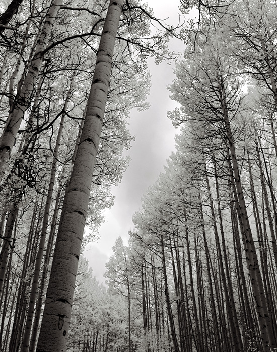 Aspens near Ohio Pass