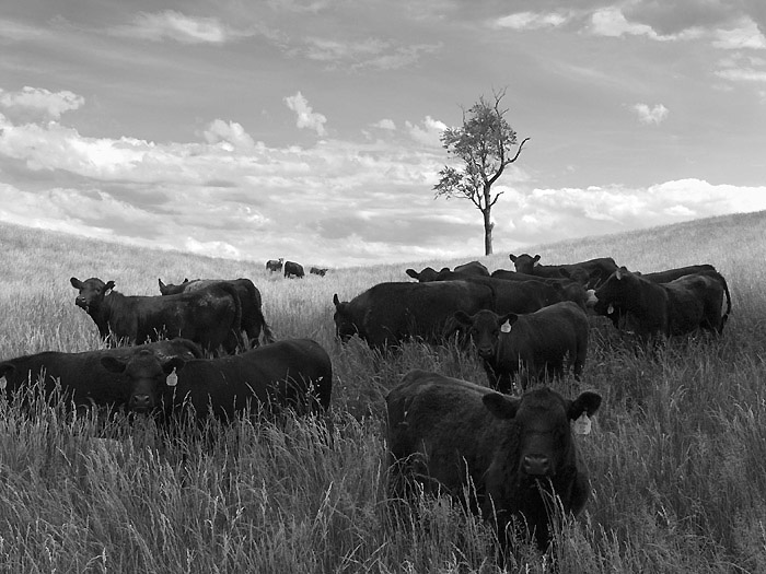 Angus Cattle