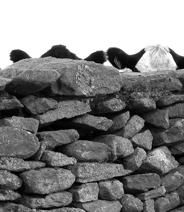 Cows Lying in Ambush