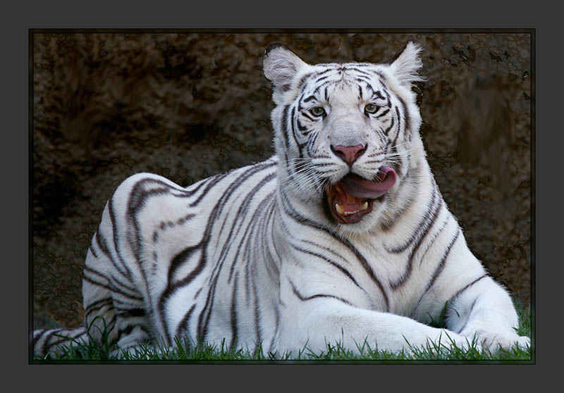 WhiteTiger