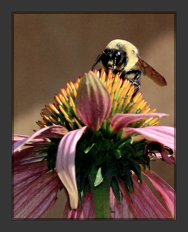Bee1