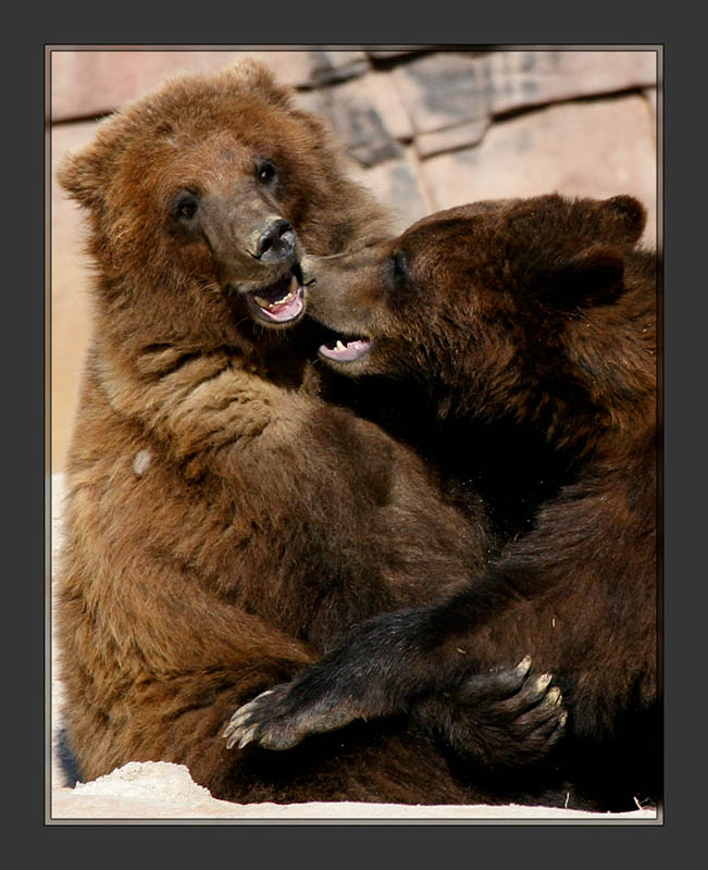 Grizzlies