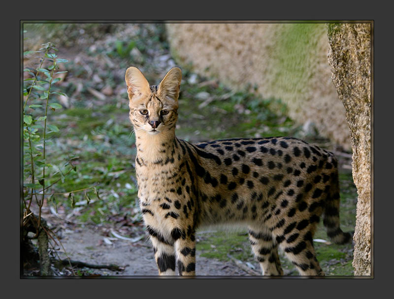 Serval