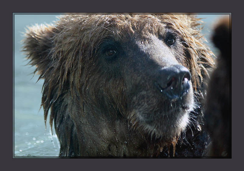 Griz_3
