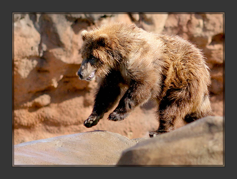 Griz_2